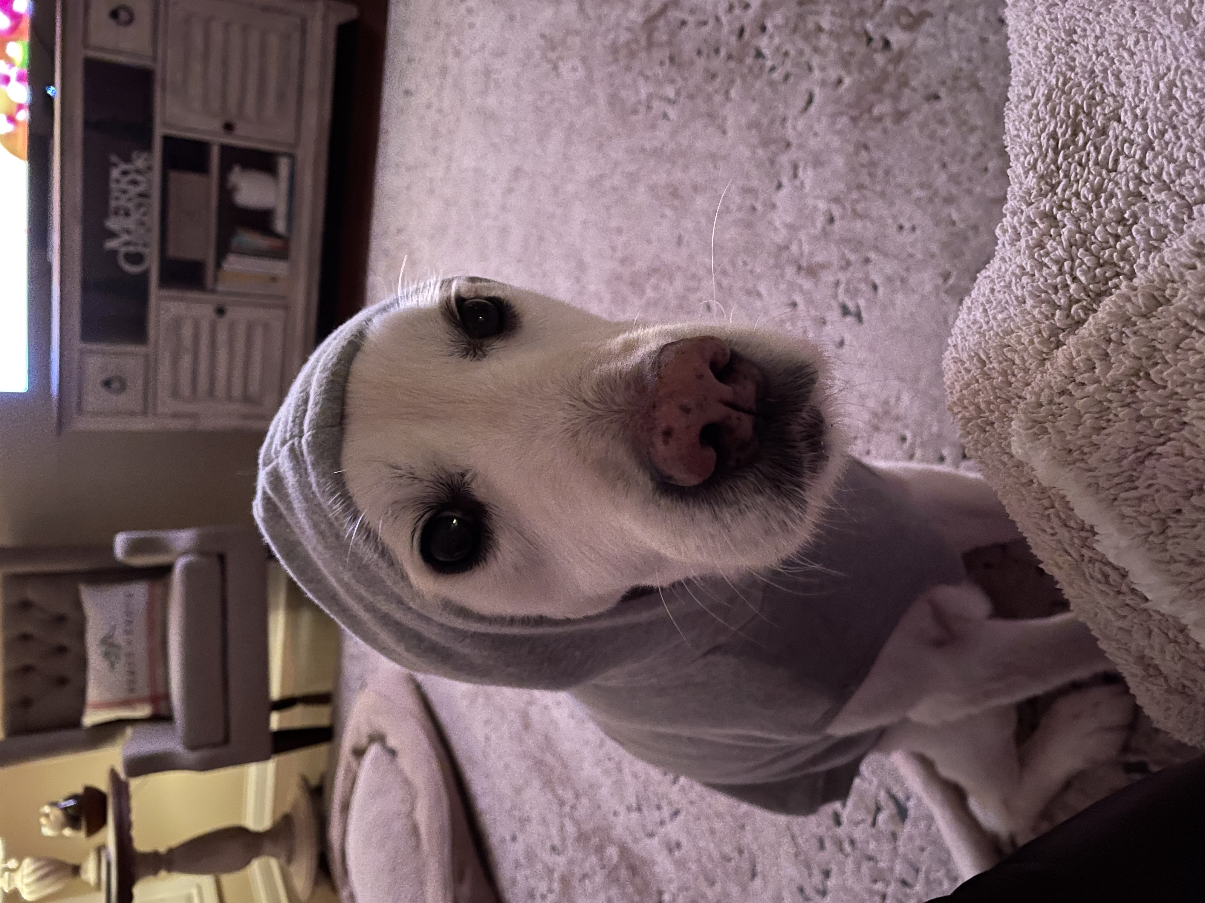 California Costumes Sheep Dog Costume - Review Image 3