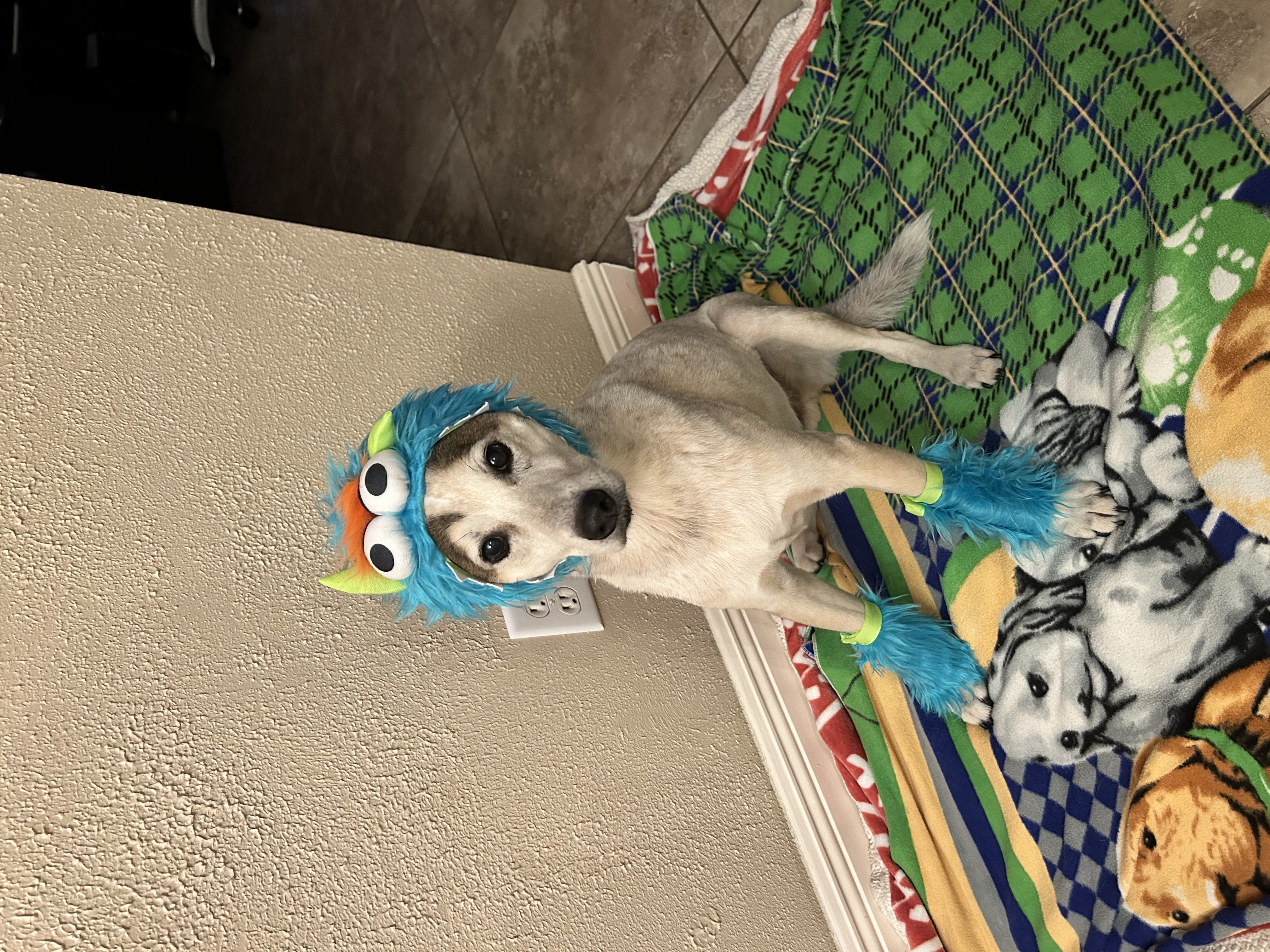 Rubie's Monster Halloween Dog Costume - Blue - Review Image 1