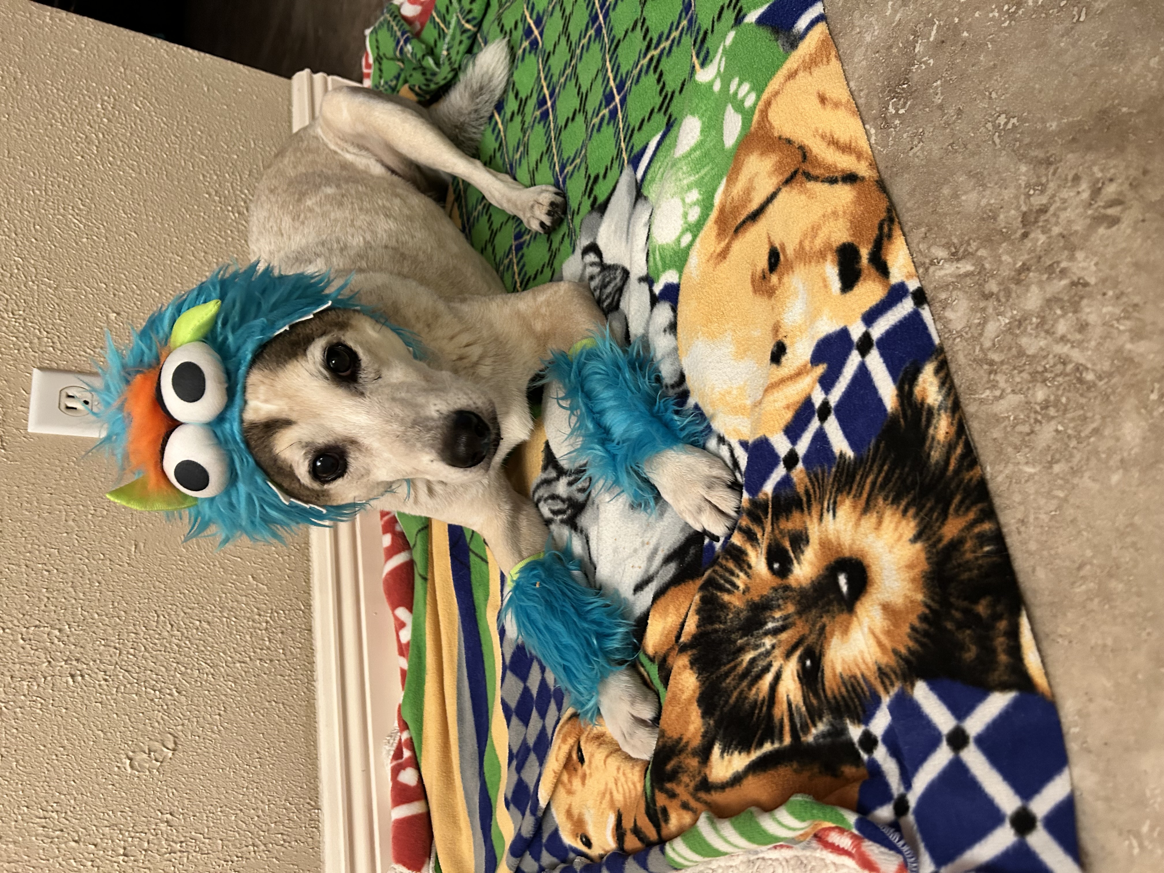 Rubie's Monster Halloween Dog Costume - Blue - Review Image 2