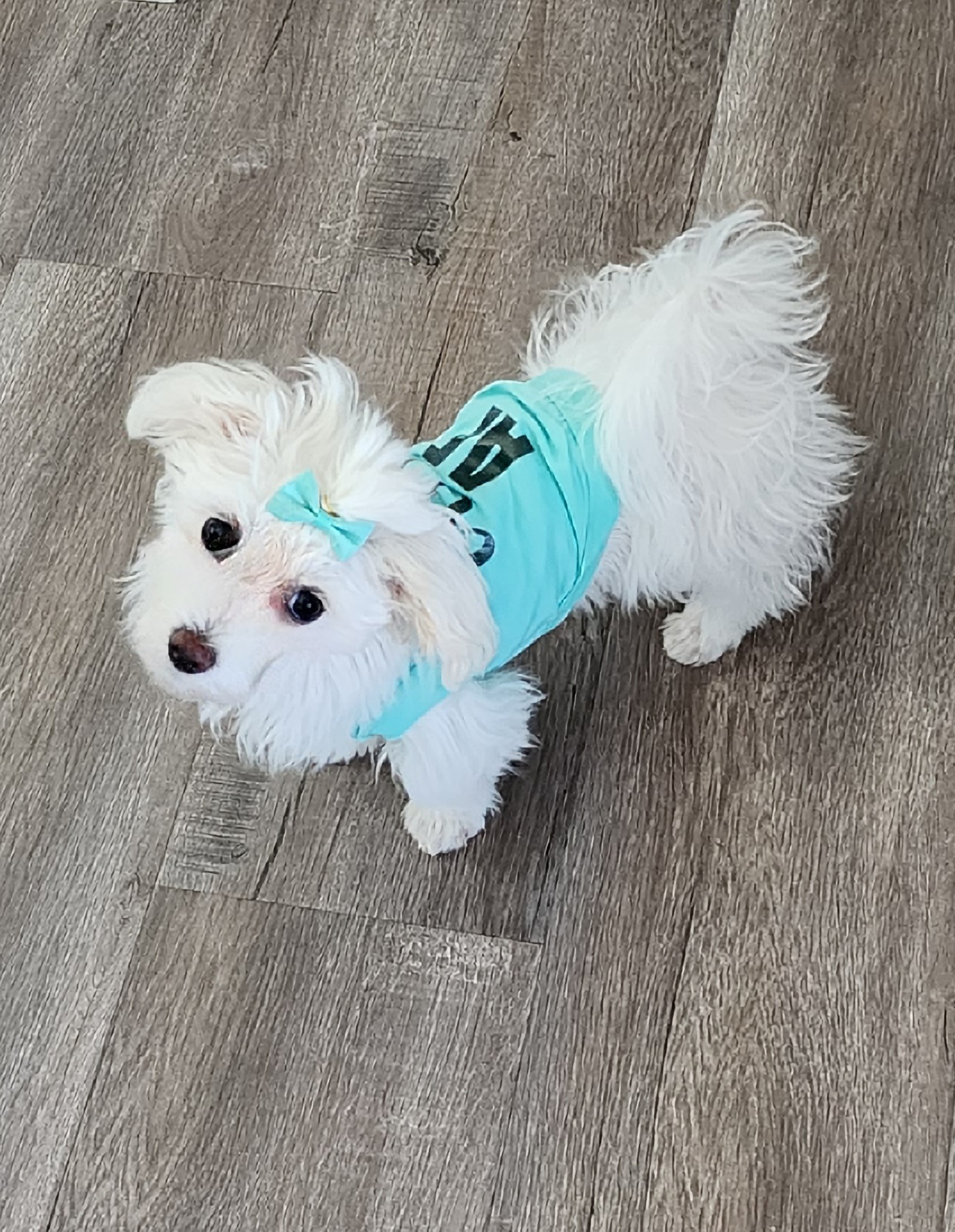 Cute AF Dog Shirt - Aqua - Review Image 1