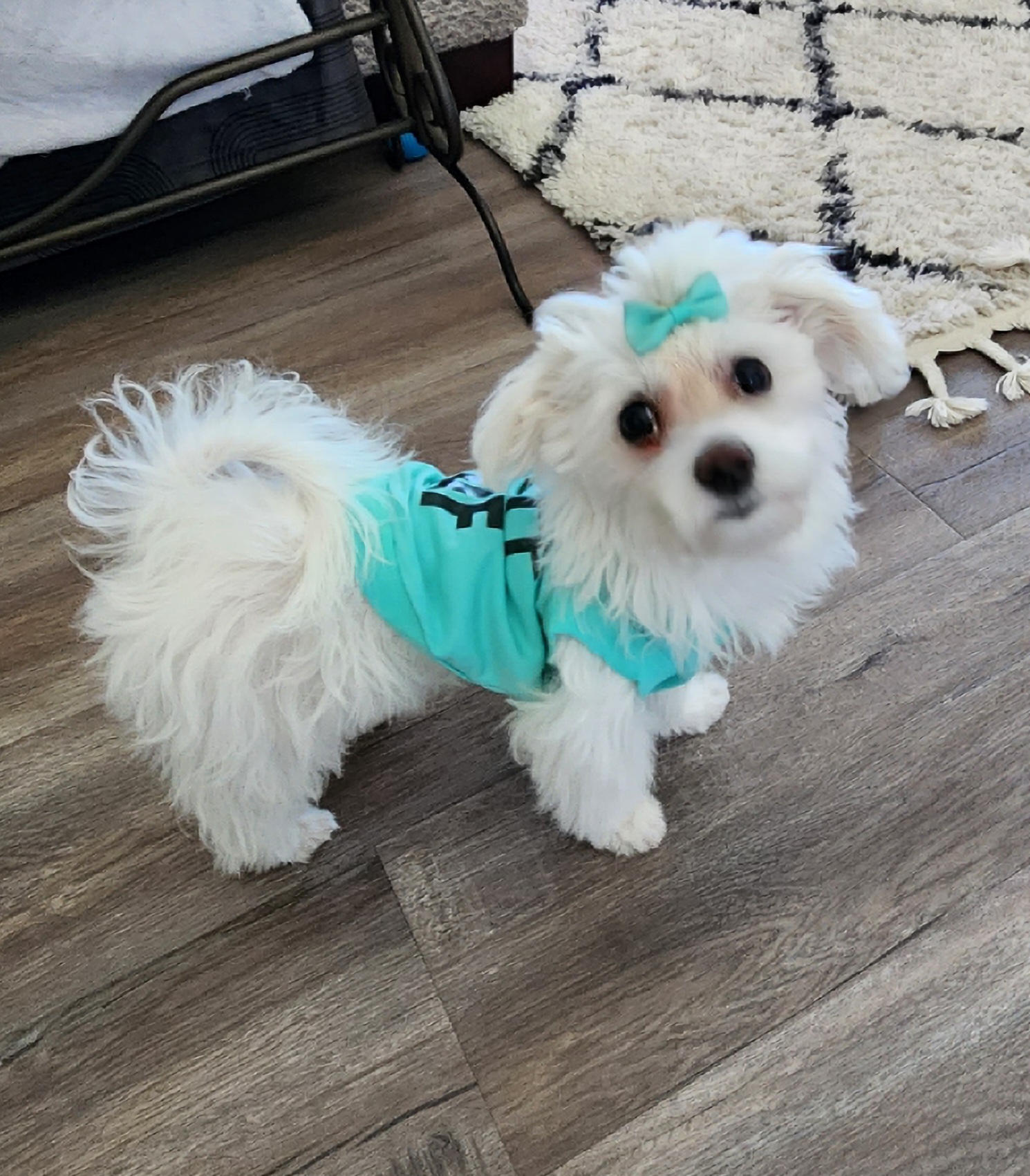 Cute AF Dog Shirt - Aqua - Review Image 2