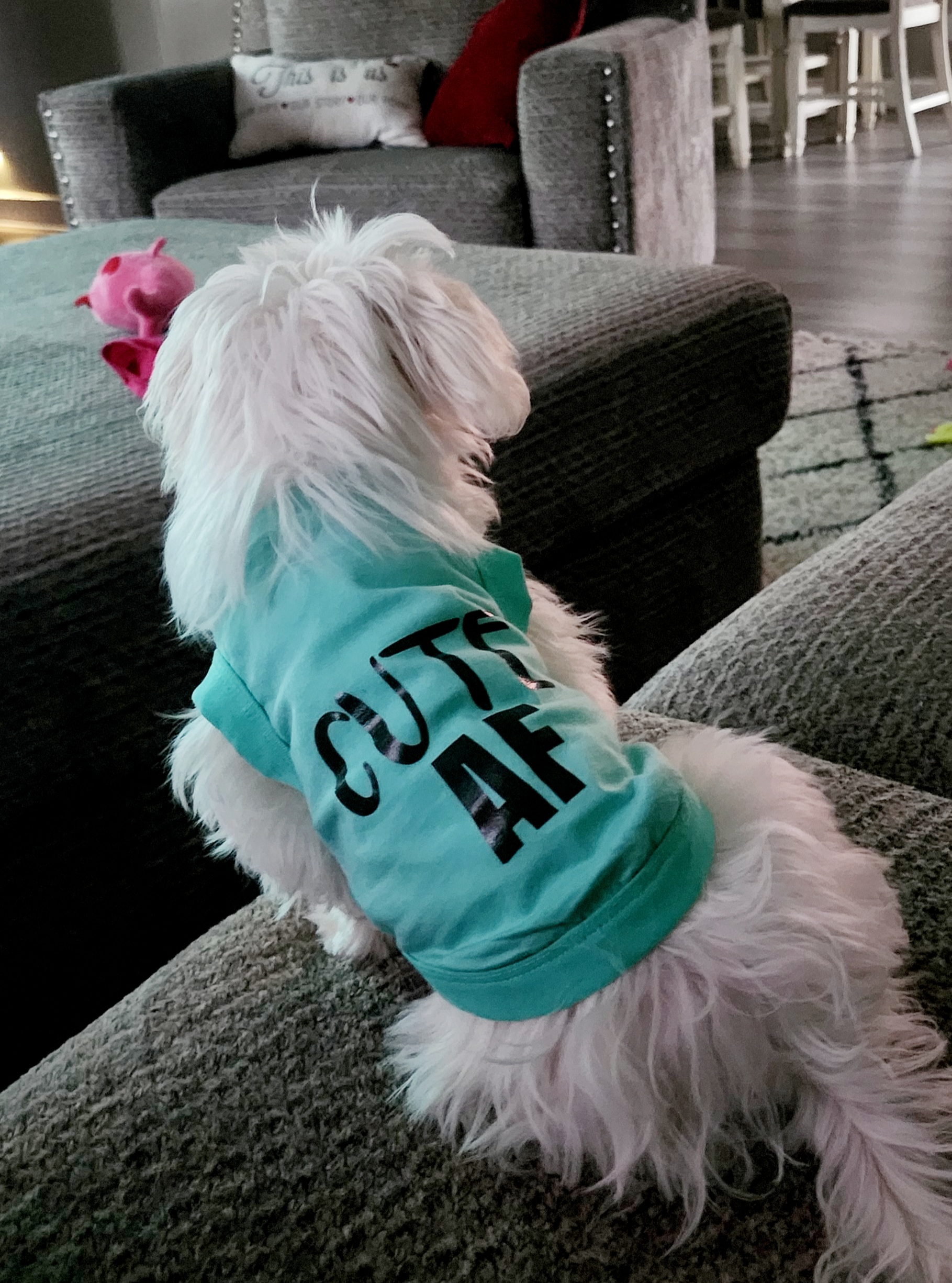 Cute AF Dog Shirt - Aqua - Review Image 3