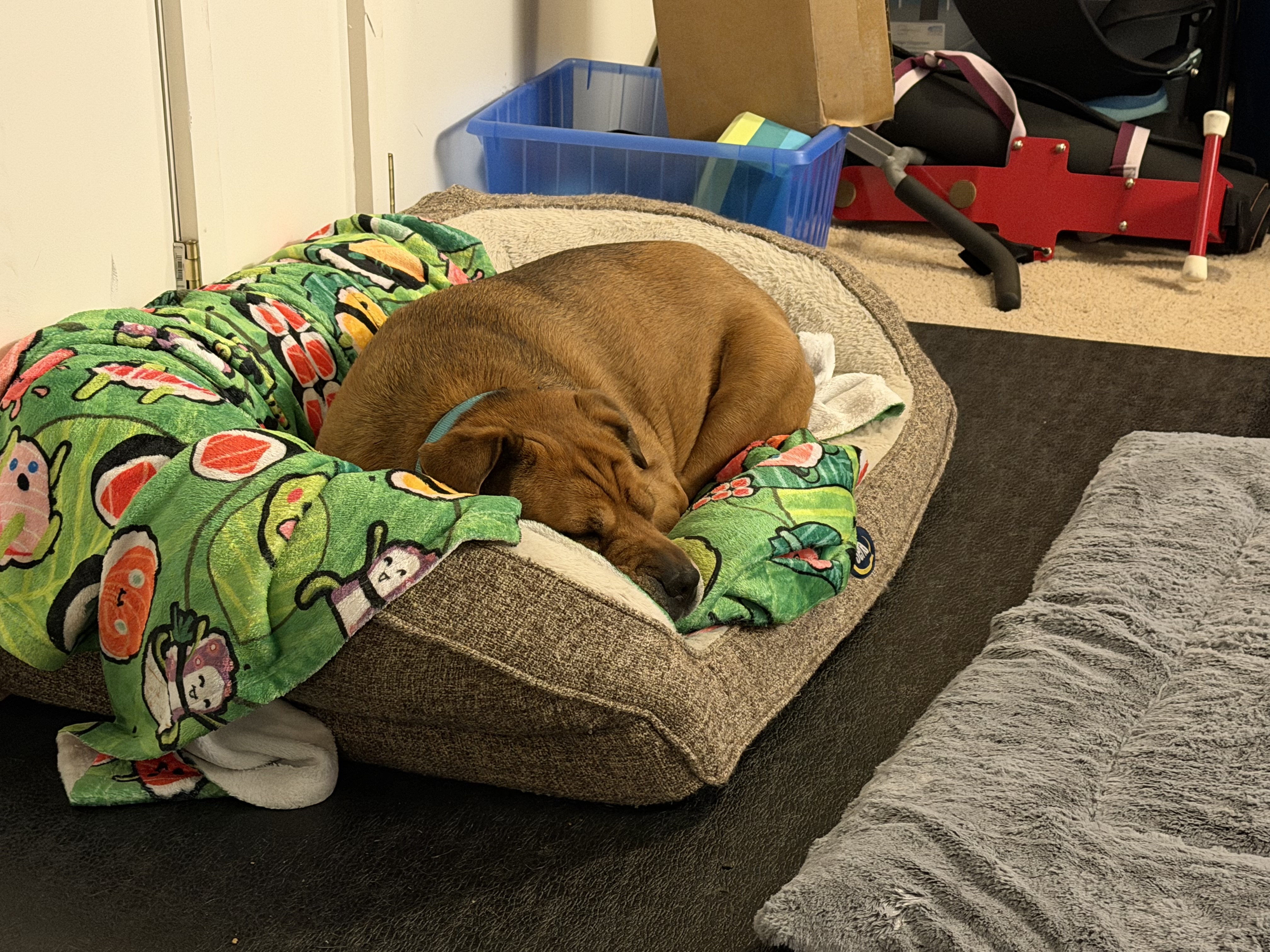 P.L.A.Y. Holiday Snuffle Mat Dog Toy - Halloween - Review Image 1