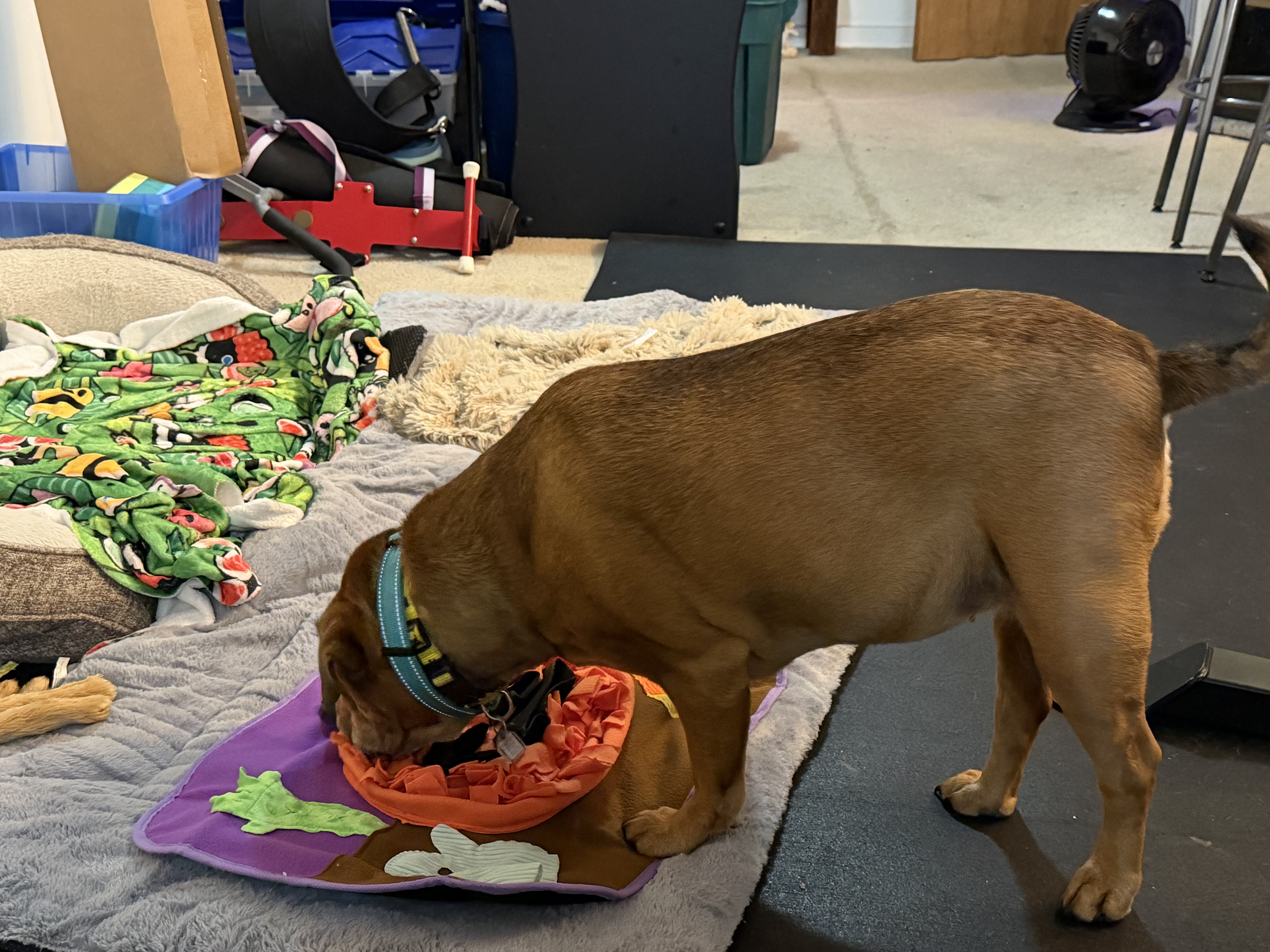 P.L.A.Y. Holiday Snuffle Mat Dog Toy - Halloween - Review Image 4