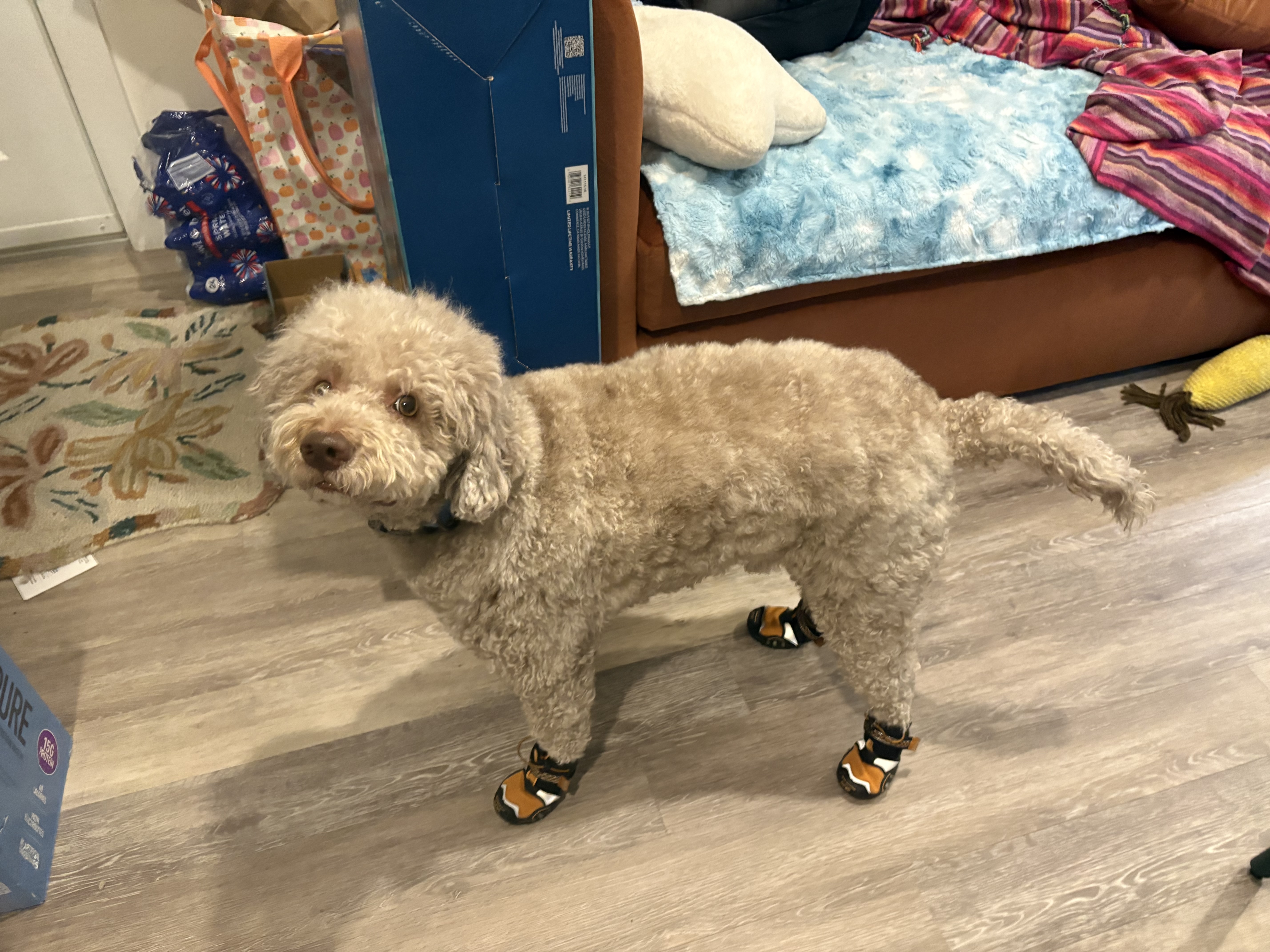 Kurgo Step N Strobe Dog Shoes - Review Image 1