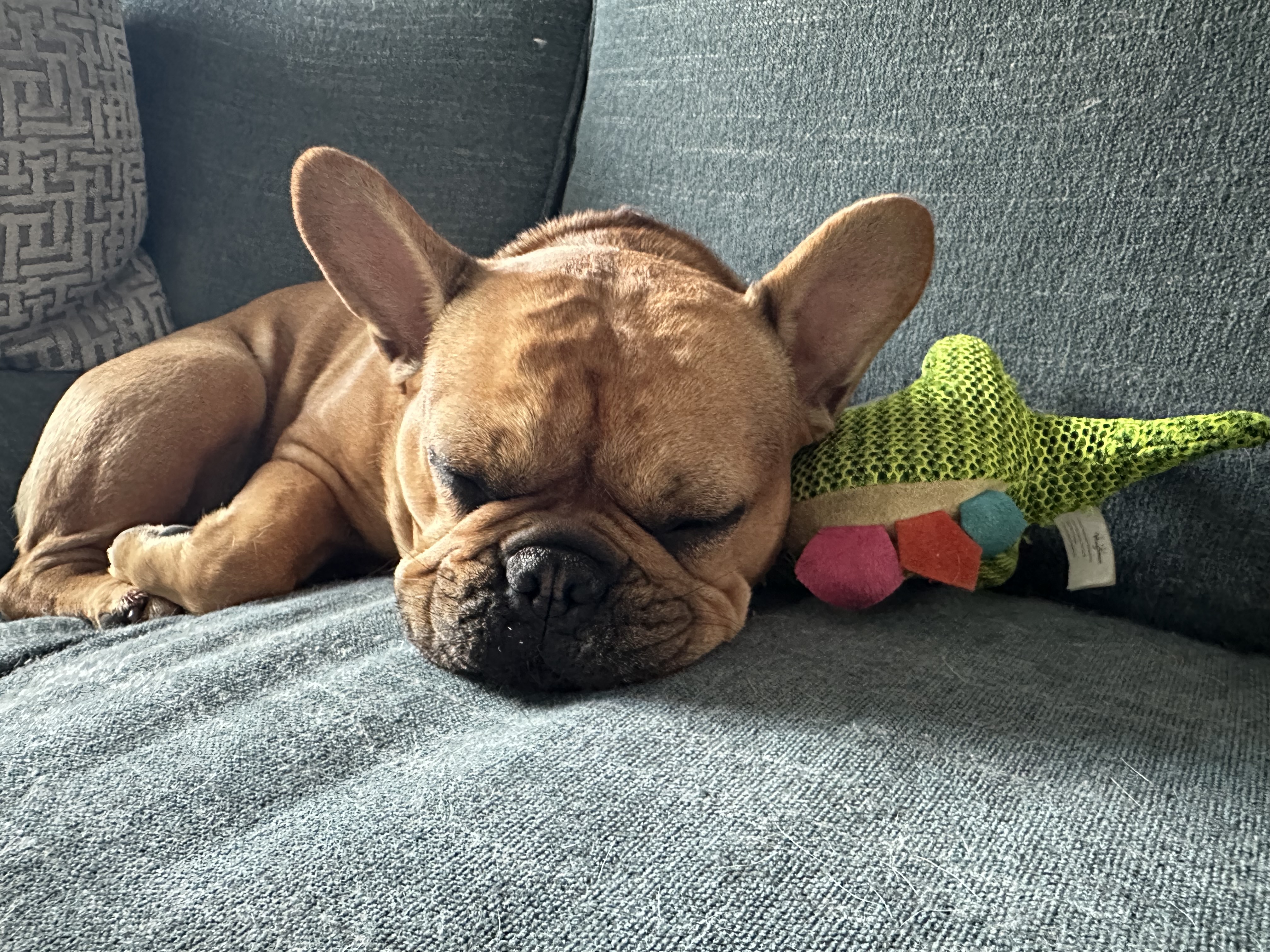 HugSmart Dinosaur Land Dura Guard Dog Toy - Stego - Review Image 1