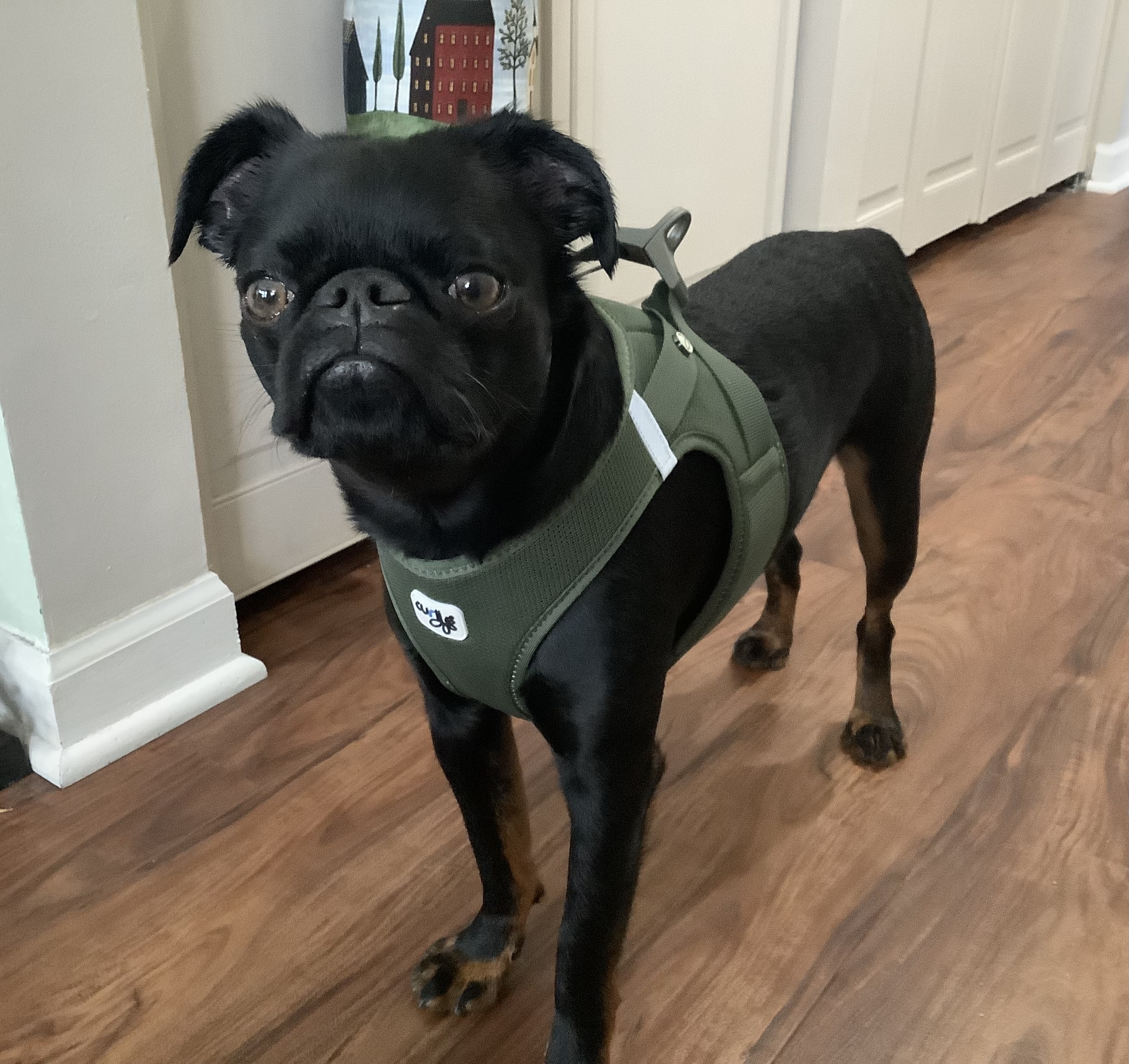 Curli Clasp Vest Air-Mesh Dog Harness - Moss - Review Image 1