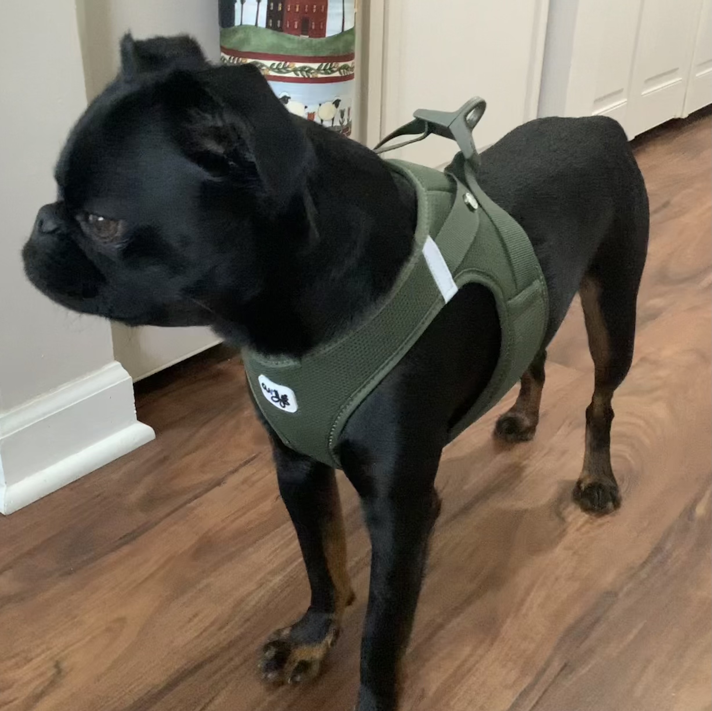 Curli Clasp Vest Air-Mesh Dog Harness - Moss - Review Image 2