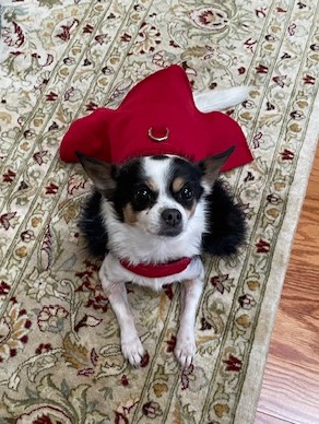 Wool Fur-Trimmed Dog Harness Coat by Doggie Design - Red - Review Image 1