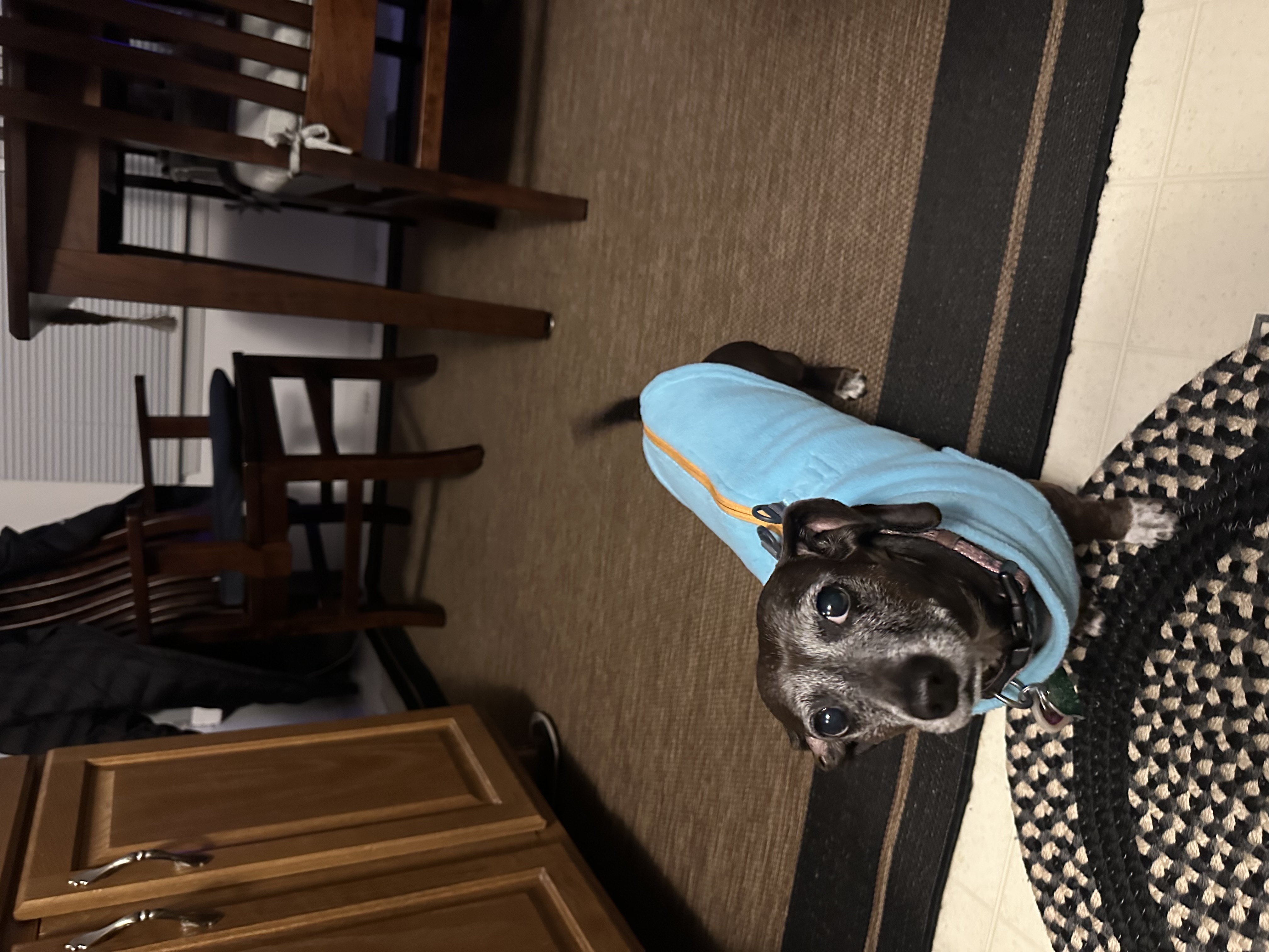 Gooby Zip Up Fleece Dog Vest - Turquoise - Review Image 1