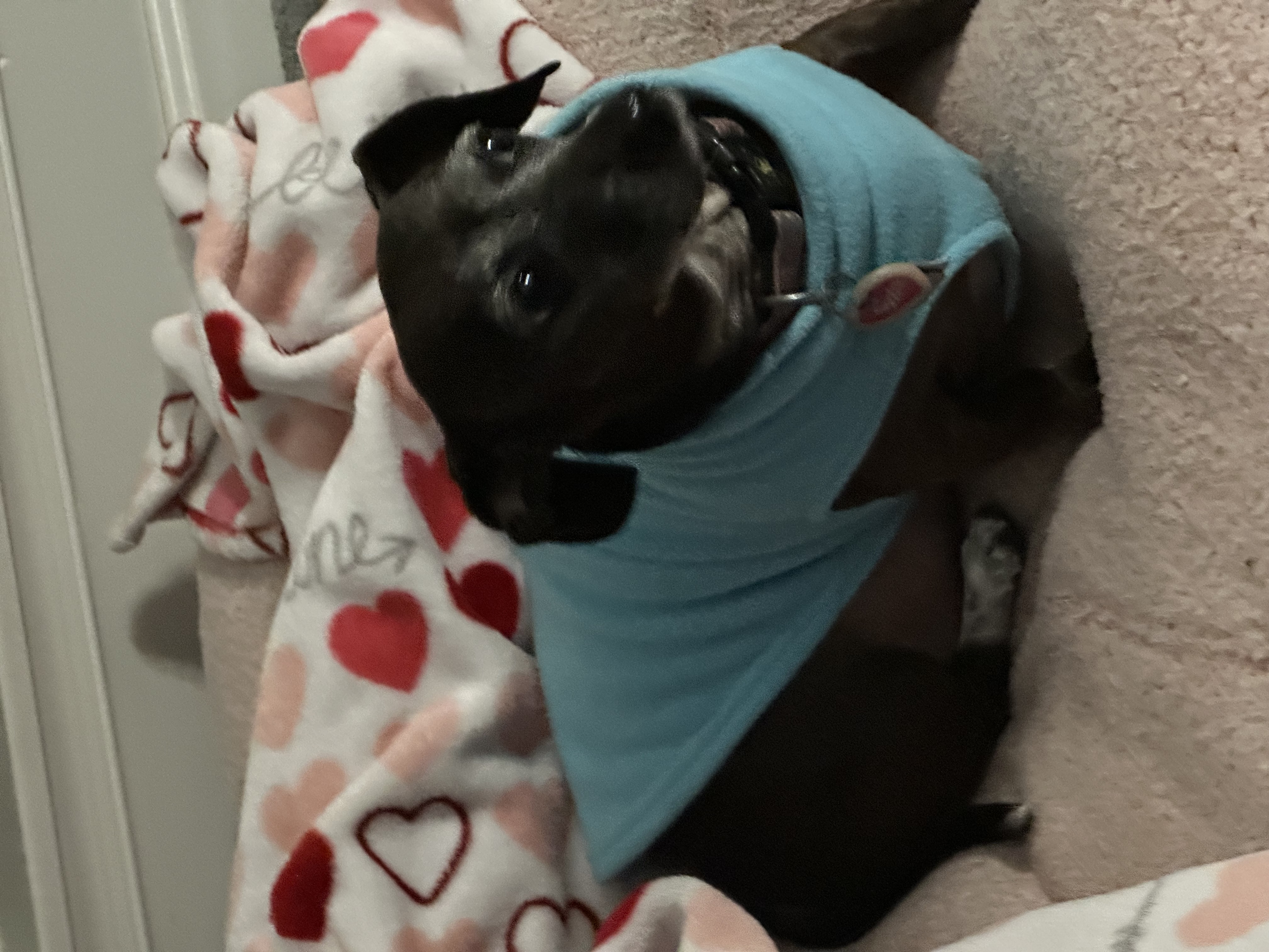 Gooby Zip Up Fleece Dog Vest - Turquoise - Review Image 2