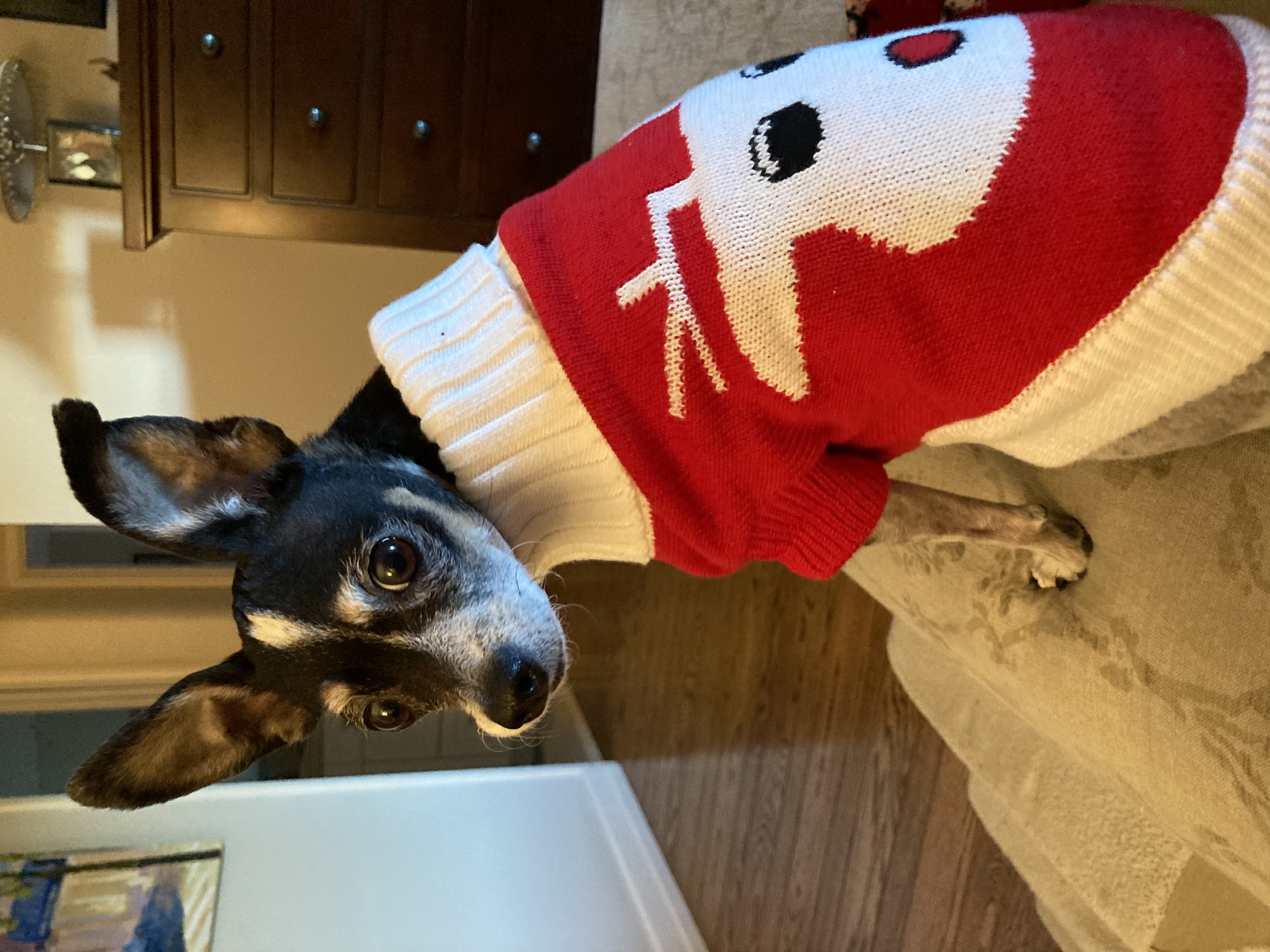Rudolph Holiday Dog Sweater by Doggie Design - Red - Review Image 1