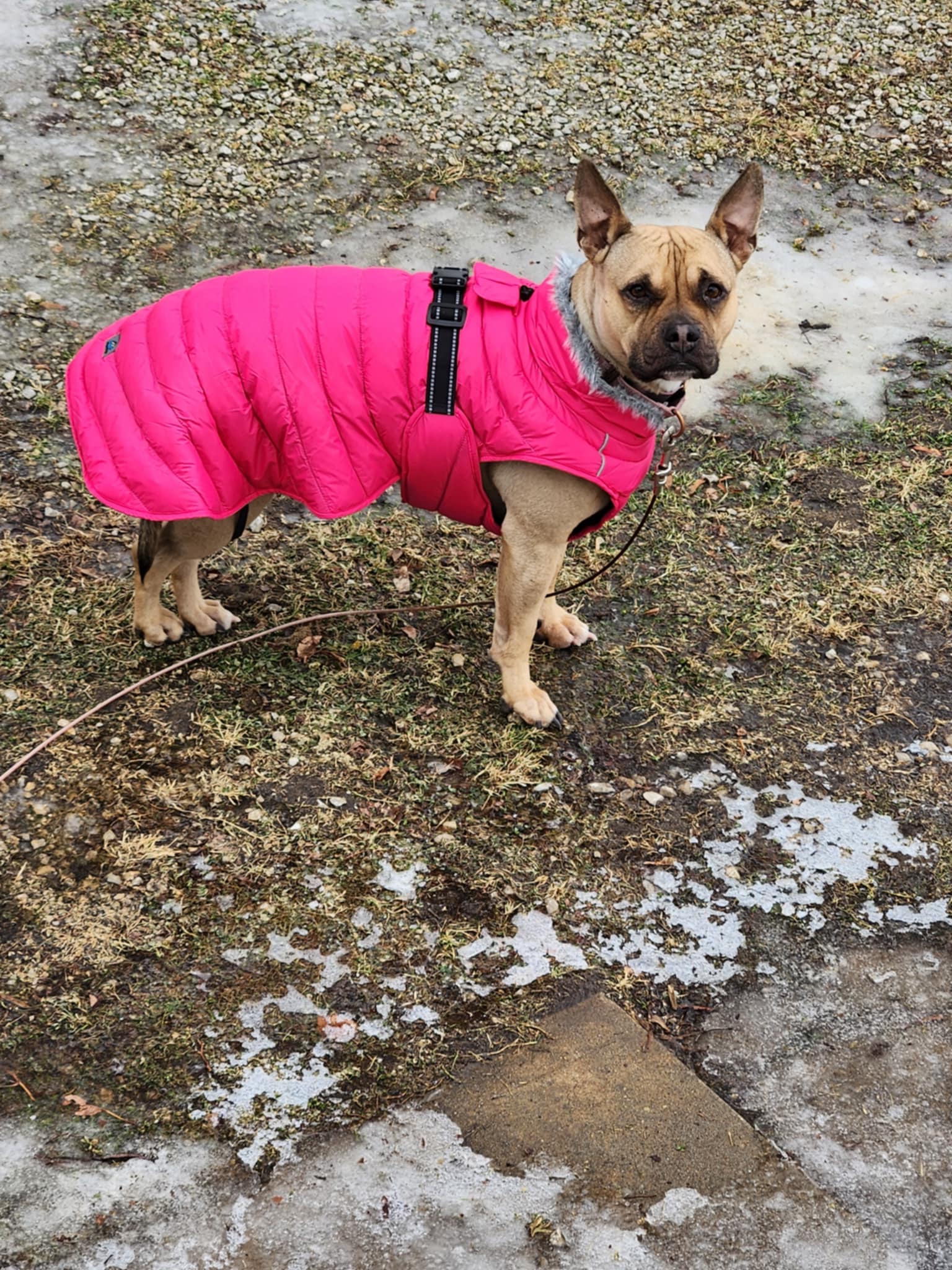 Alpine Extreme Weather Puffer Dog Coat by Doggie Design - Pink Peacock - Review Image 1