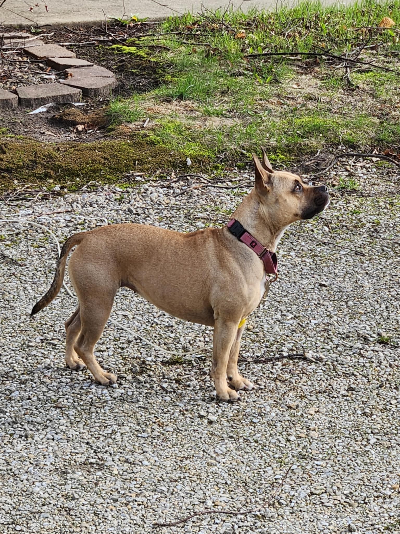 Alpine Extreme Weather Puffer Dog Coat by Doggie Design - Pink Peacock - Review Image 2