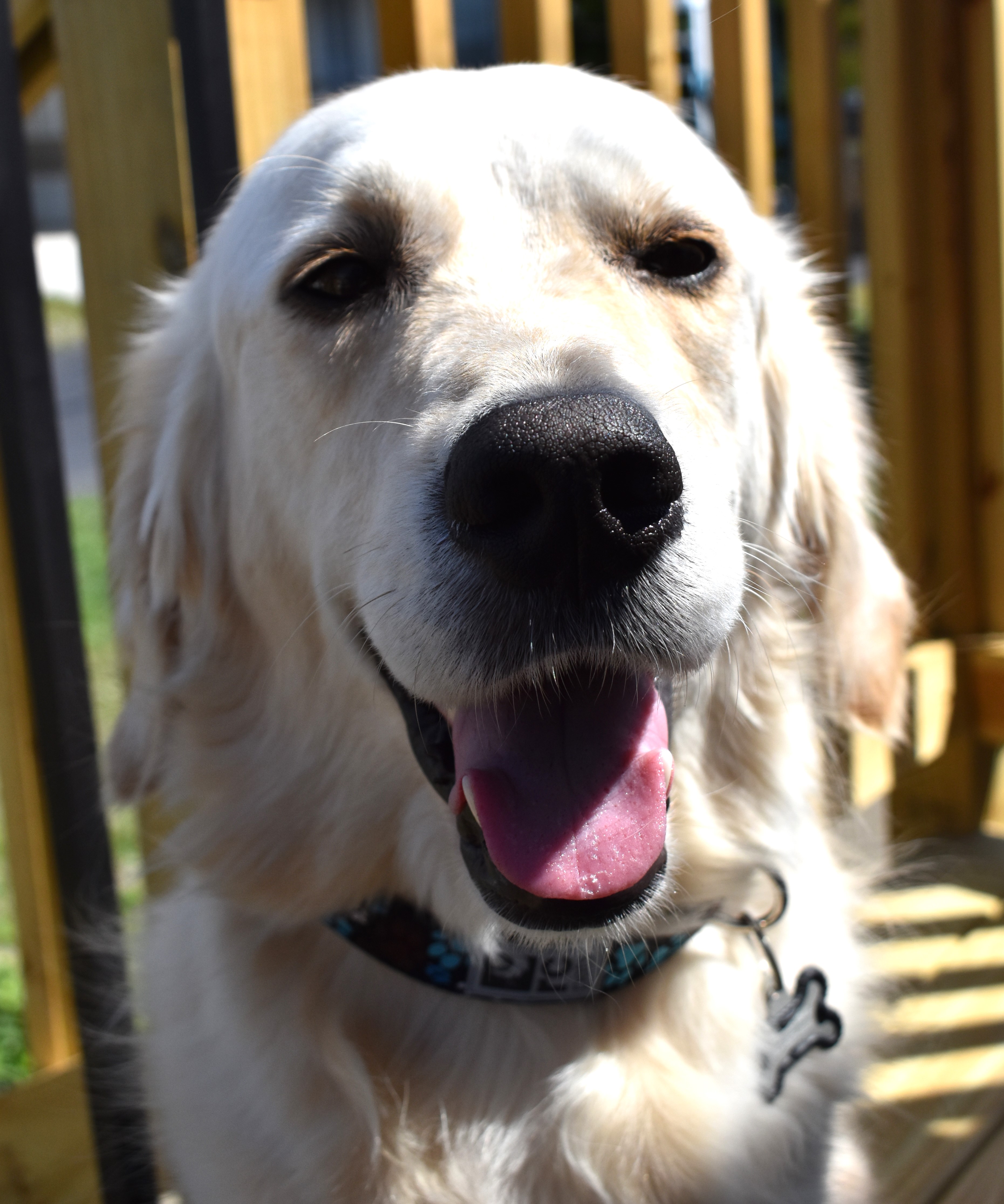 Pitter Patter Adjustable Clip Dog Collar by RC Pets - Chocolate - Review Image 1