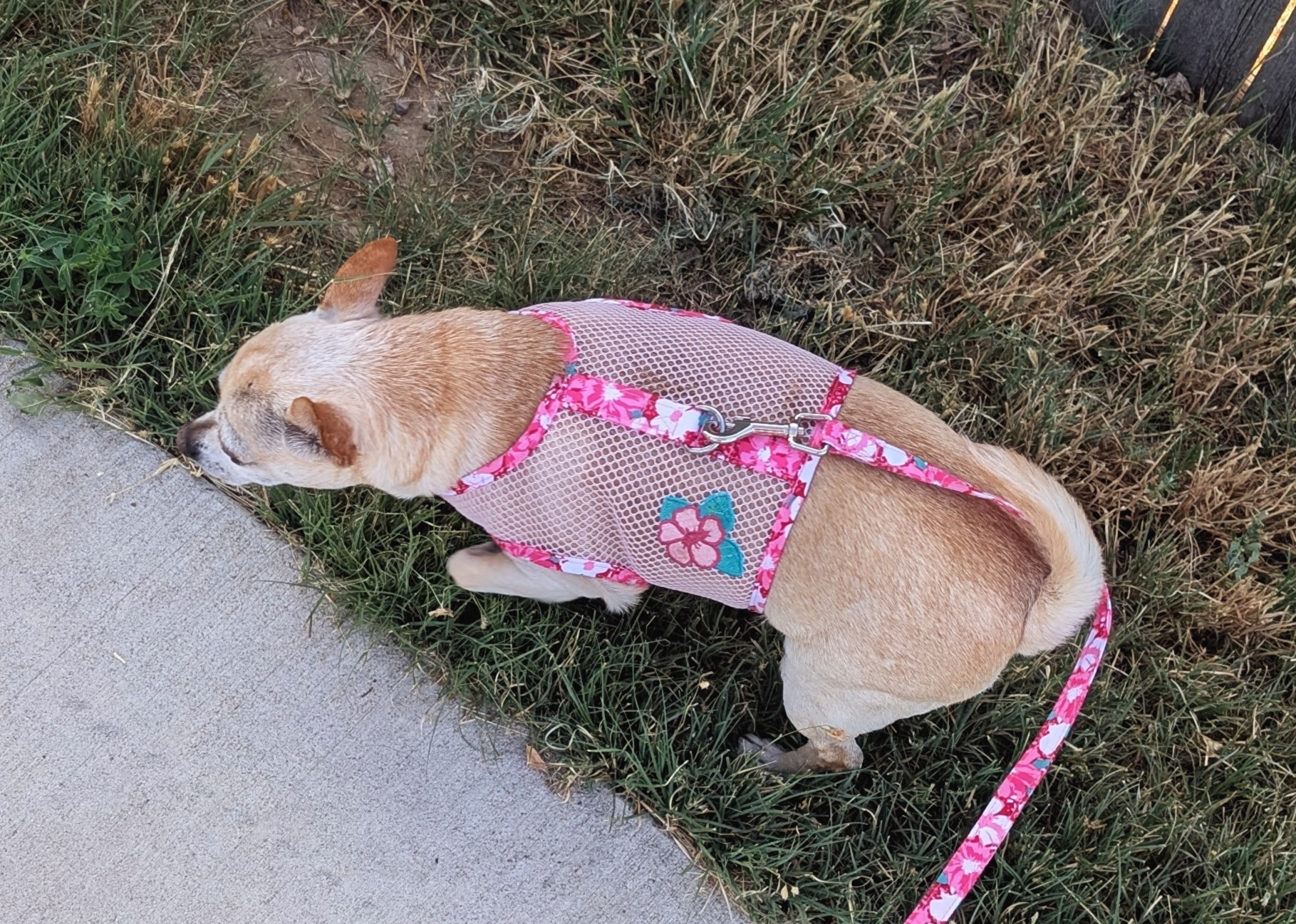 Cool Mesh Dog Harness by Doggie Design - Hawaiian Hibiscus Pink - Review Image 1