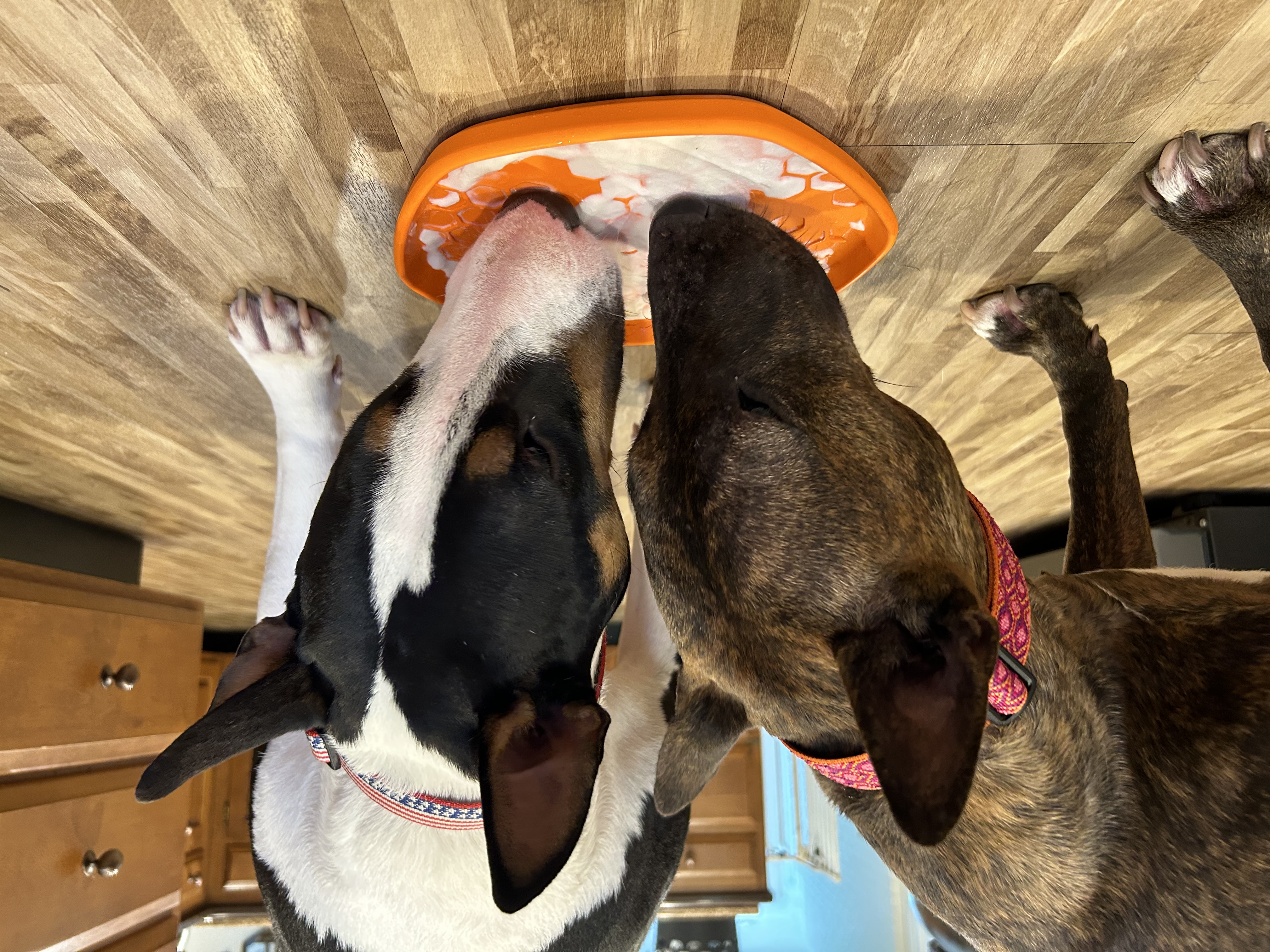 Project Hive Pet Company Hive Dog Disc & Lick Mat - Mango Orange - Review Image 1