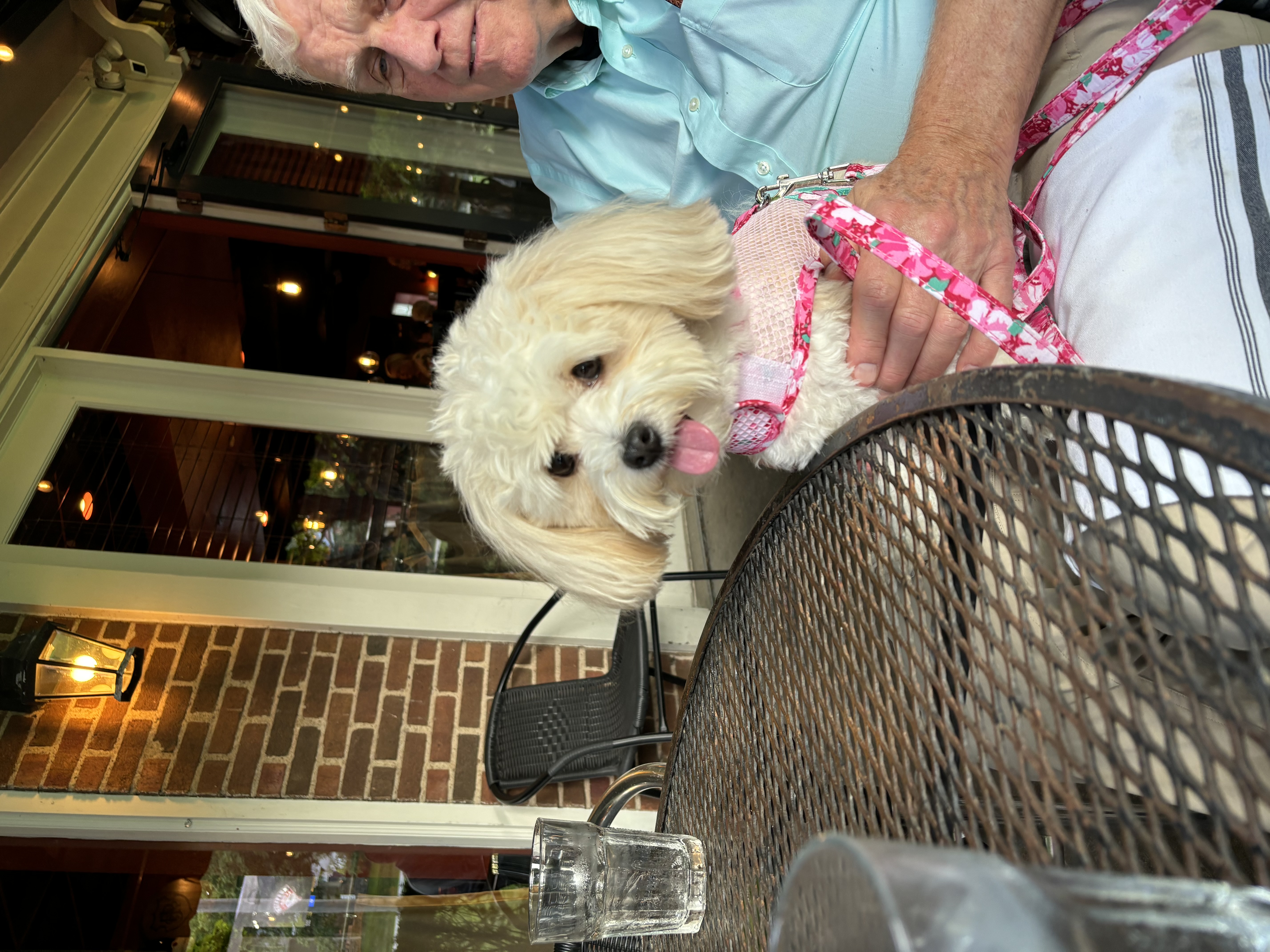Cool Mesh Dog Harness by Doggie Design - Hawaiian Hibiscus Pink - Review Image 1