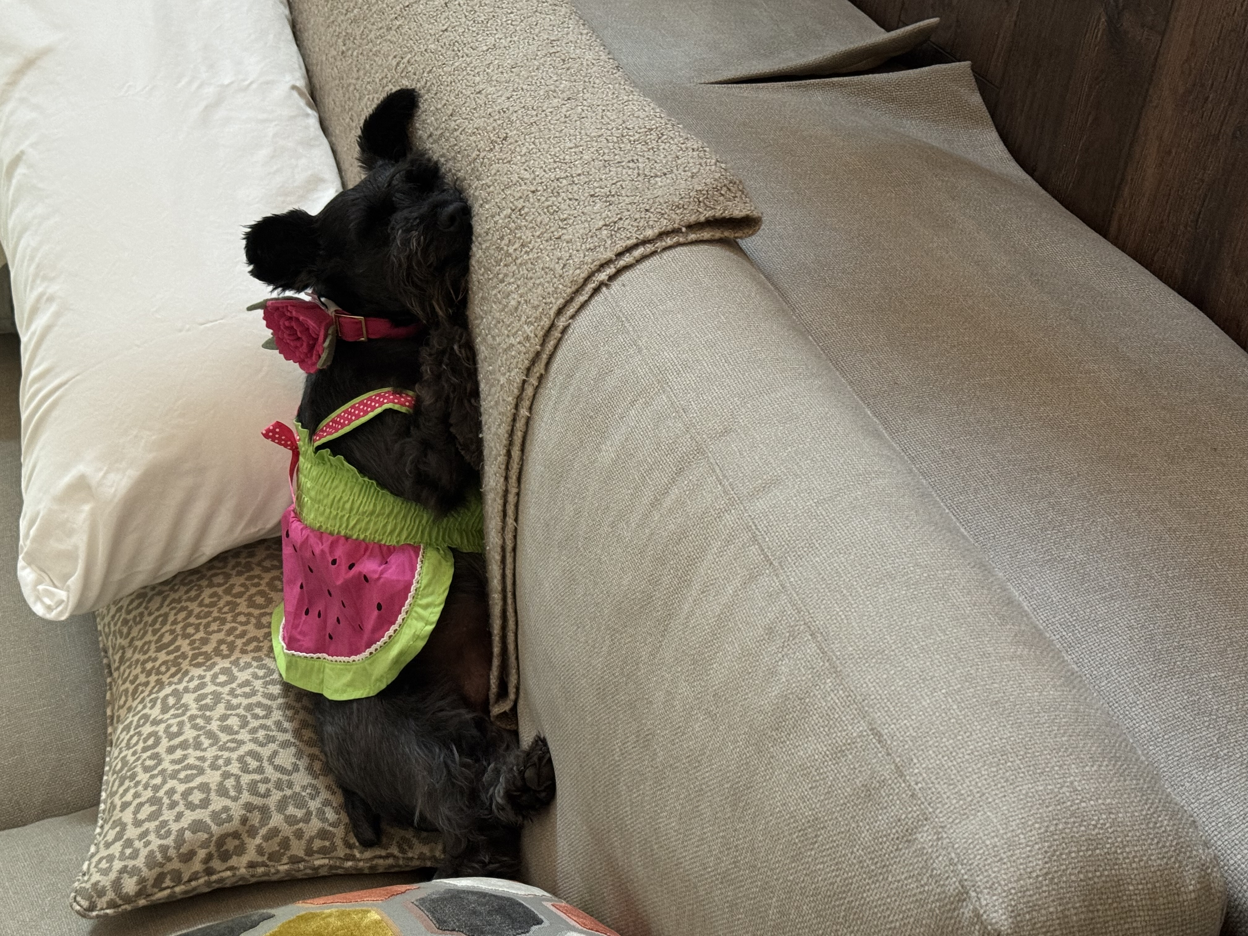 Klippo Juicy Watermelon Dog Sundress - Review Image 1