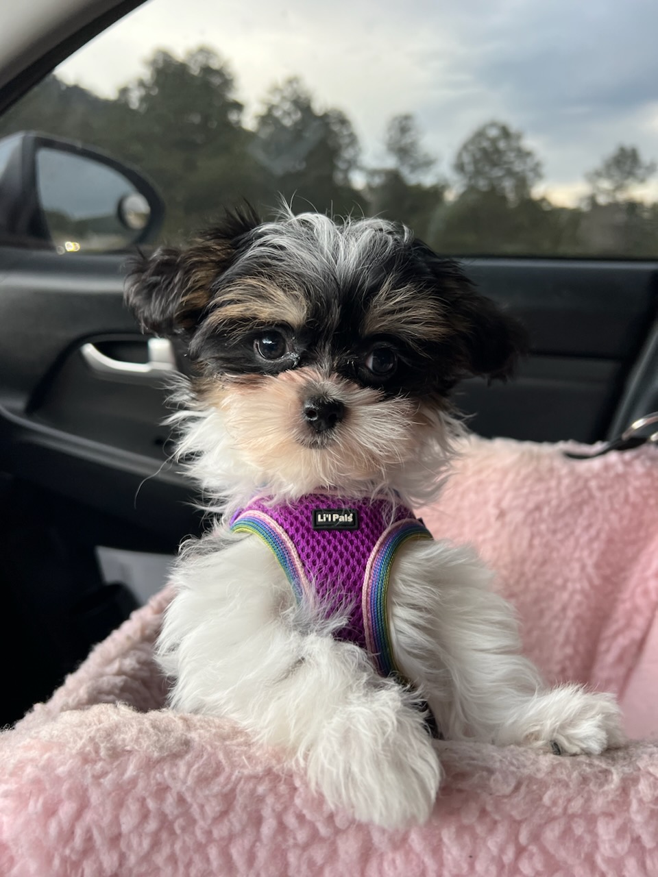 Li'l Pals Comfort Mesh Dog Harness for Puppies and Petite Dogs - Orchid - Review Image 1