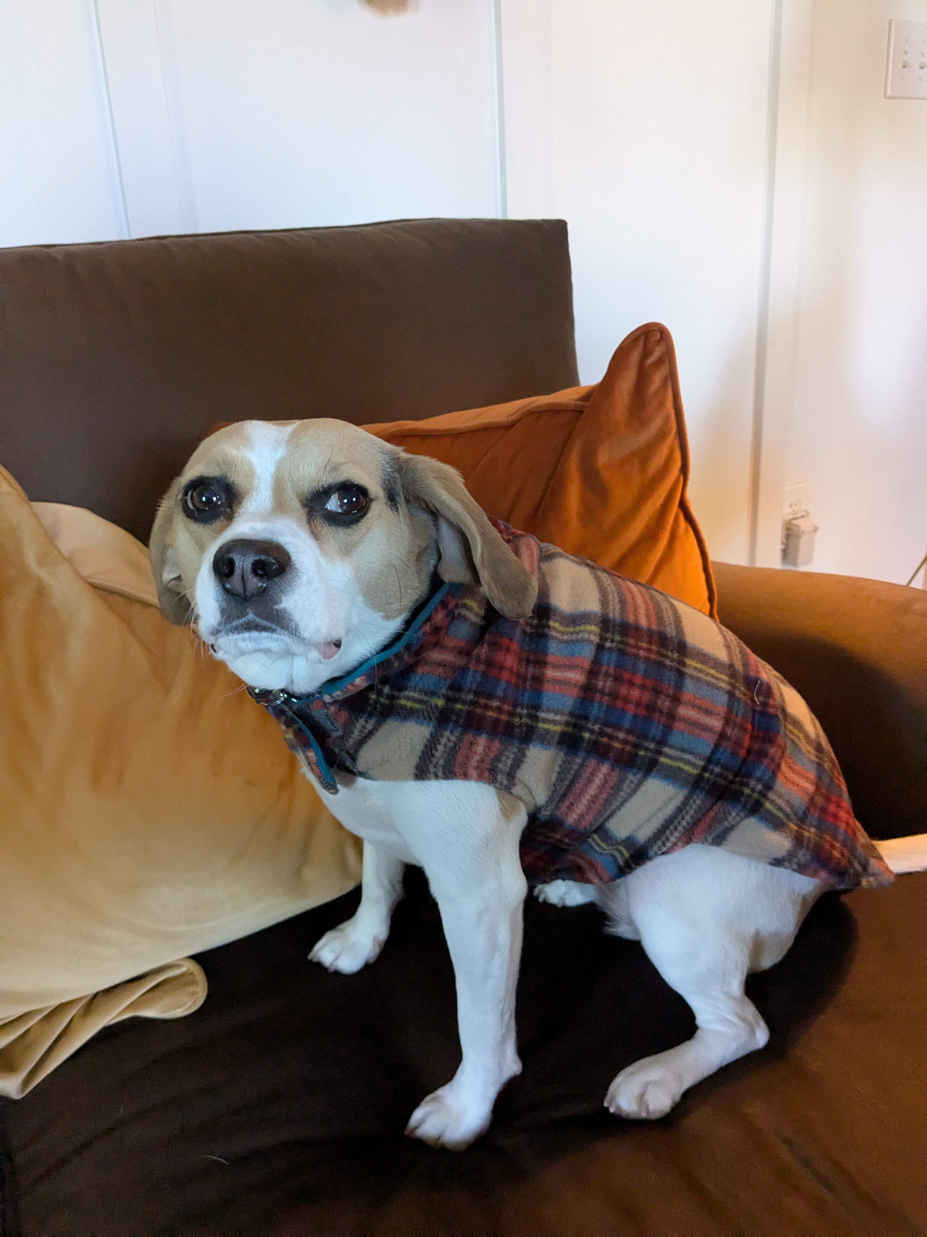 Worthy Dog Fargo Fleece Dog Jacket - Blue/Tan Plaid II - Review Image 1