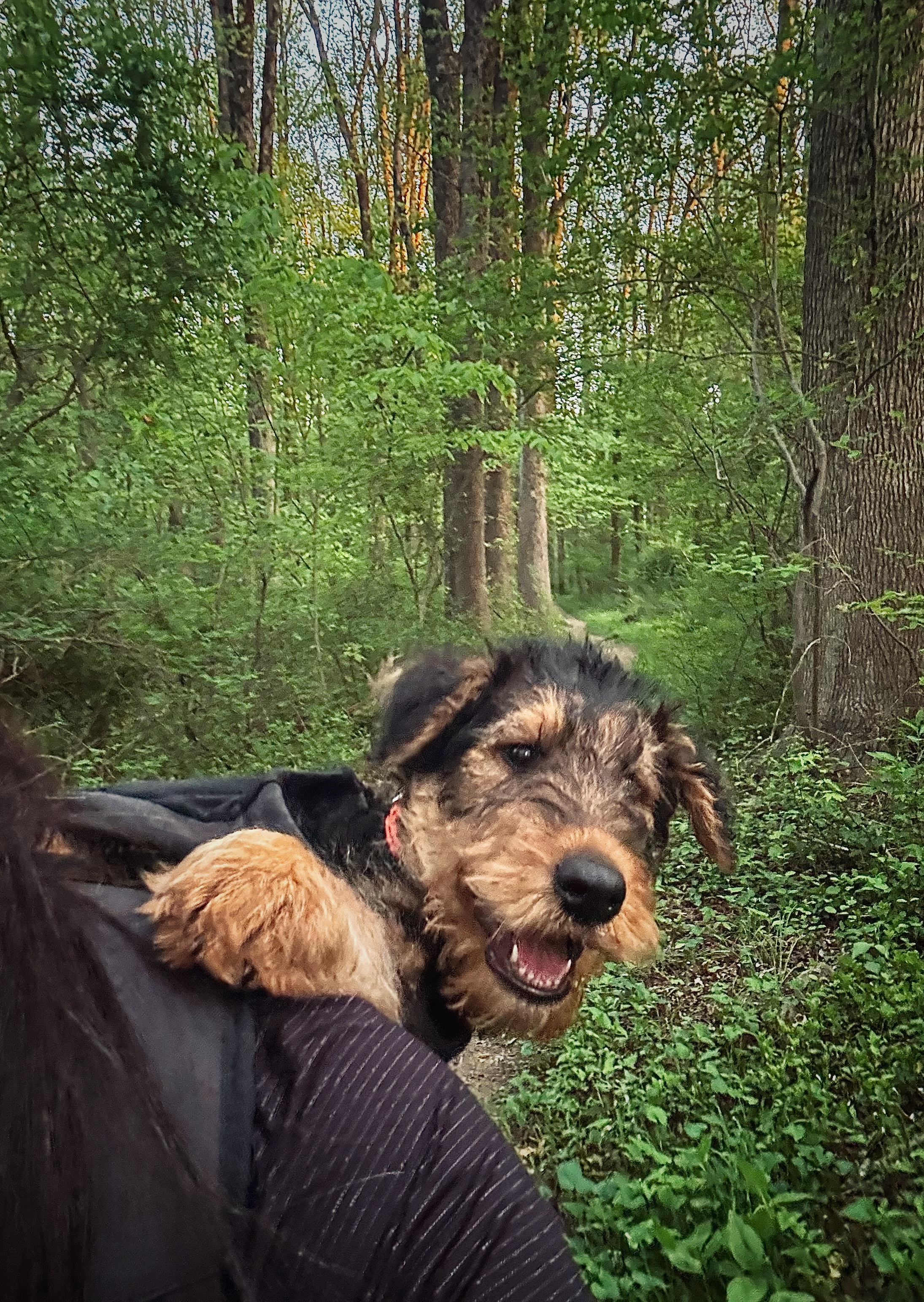 K9 Sport Sack Knavigate Dog Backpack - Midnight Black - Review Image 1