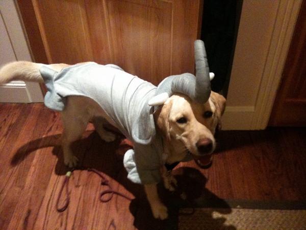 Elephant Costume for Dogs by Casual Canine | BaxterBoo