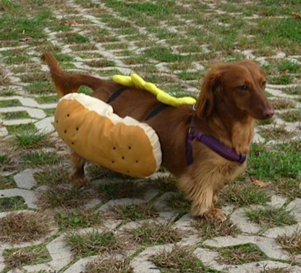 Hot Dog with Mustard Dog Halloween Costume | BaxterBoo