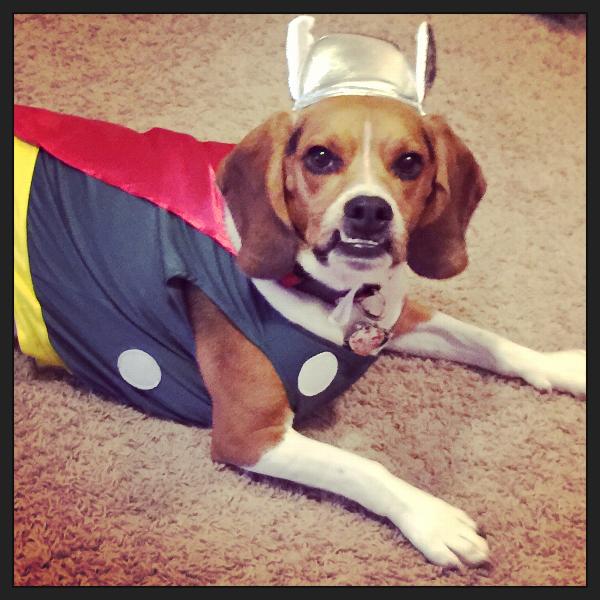 Marvel Thor Dog Costume BaxterBoo