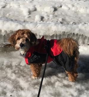 Cooper