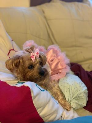 Belle Cinderella