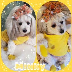Minky 