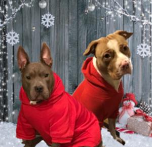 Xena and Kona