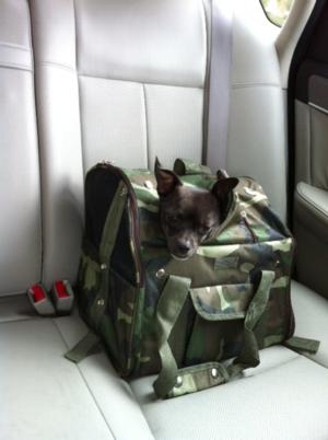 Casual Canine Backpack Pet Carrier - Green Camo | BaxterBoo
