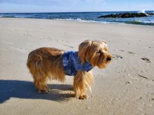 Brandy