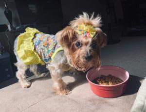 Belle Cinderella