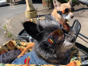Mabel and Flea Boy