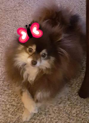 Isabelle