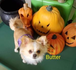 Butter