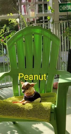 Peanut