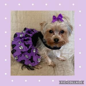 Piper