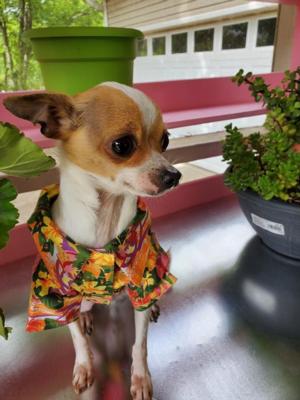 Peanut