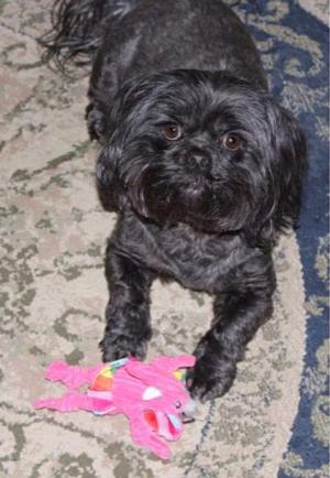 Lola