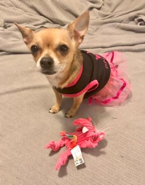 Rosie 