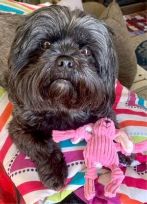 Lola