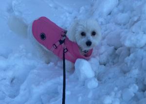 Eloise 