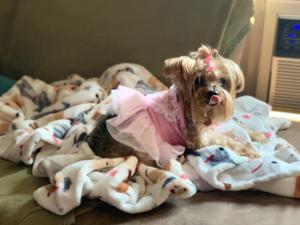 Belle Cinderella