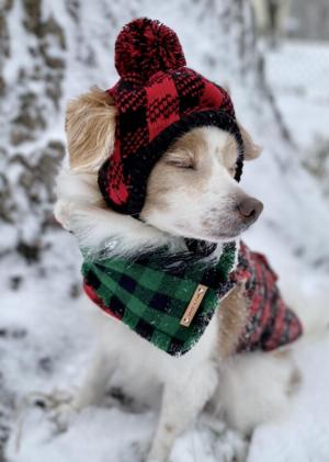 Bandit