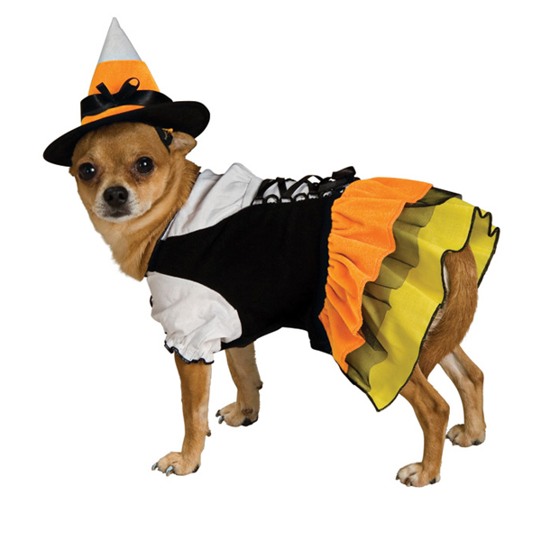 Candy Corn Witch Dog Halloween Costume | BaxterBoo