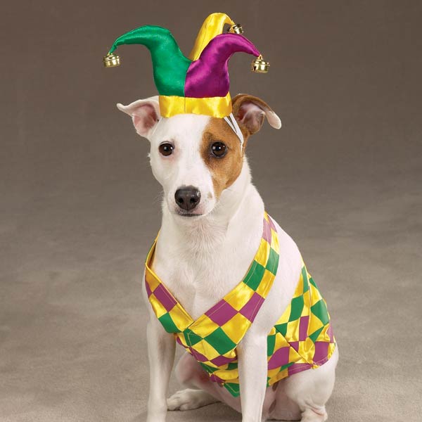 Mr. Jester Dog Halloween Costume by Zack & Zoey | BaxterBoo